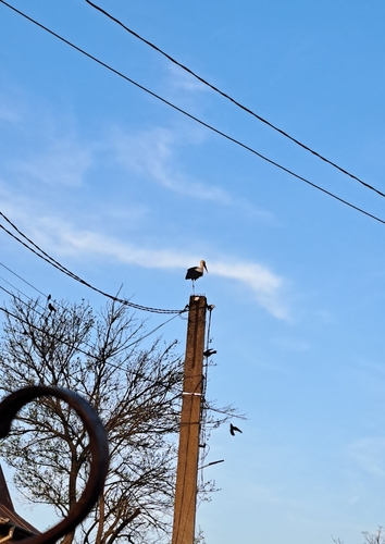 European White Stork