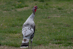 Meleagris gallopavo