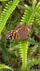 Dodona formosana