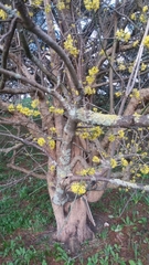 Cornus mas macrocarpa