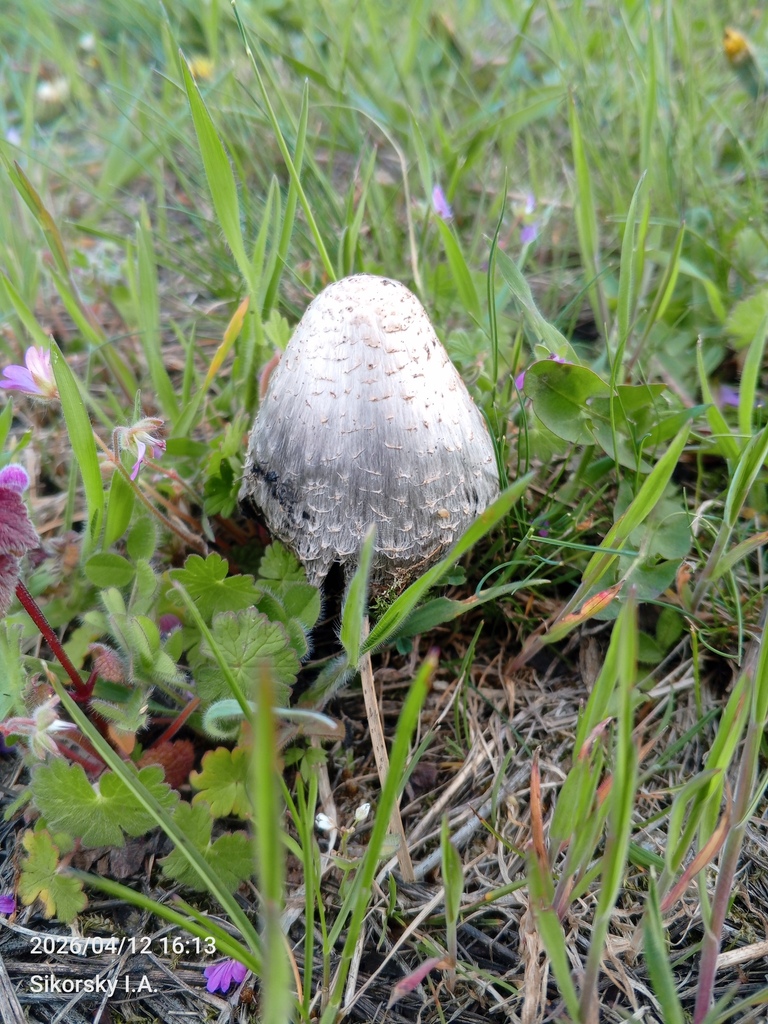 Coprinus comatus · April 2026 · photo: © igor_sikorskiy (iNaturalist, cc-by-nc)