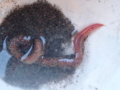 Glyceridae