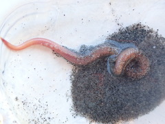 Glyceridae