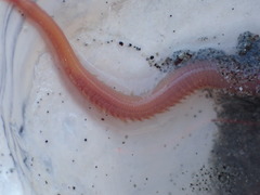 Glyceridae