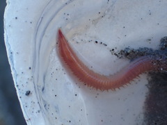 Glyceridae