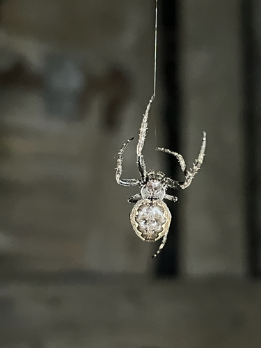 Walnut Orbweaver