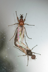 Dilophus tibialis breviceps