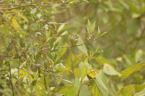 Eared Pygmy Tyrant (Myiornis auricularis), photo 4