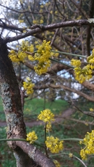 Cornus mas macrocarpa