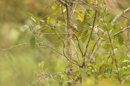 Eared Pygmy Tyrant (Myiornis auricularis), photo 5