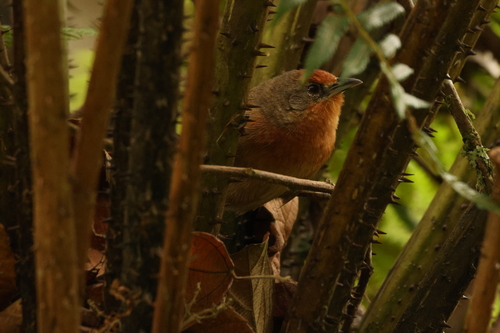Orange-breasted Thornbird (Phacellodomus ferrugineigula), photo 1