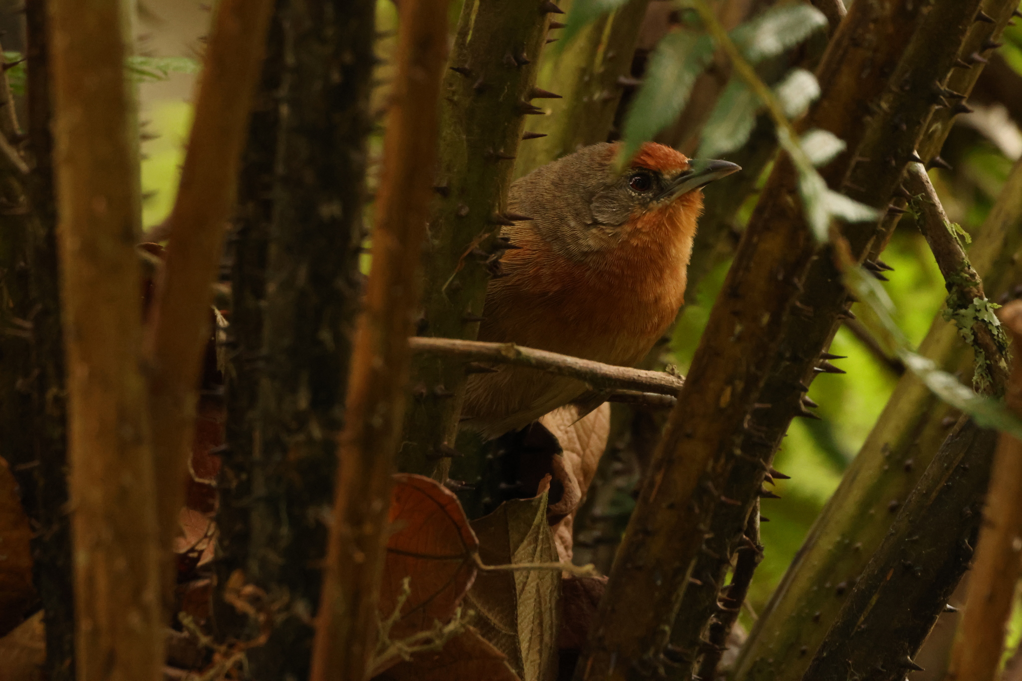Orange-eyed Thornbird (Phacellodomus erythrophthalmus), photo 3