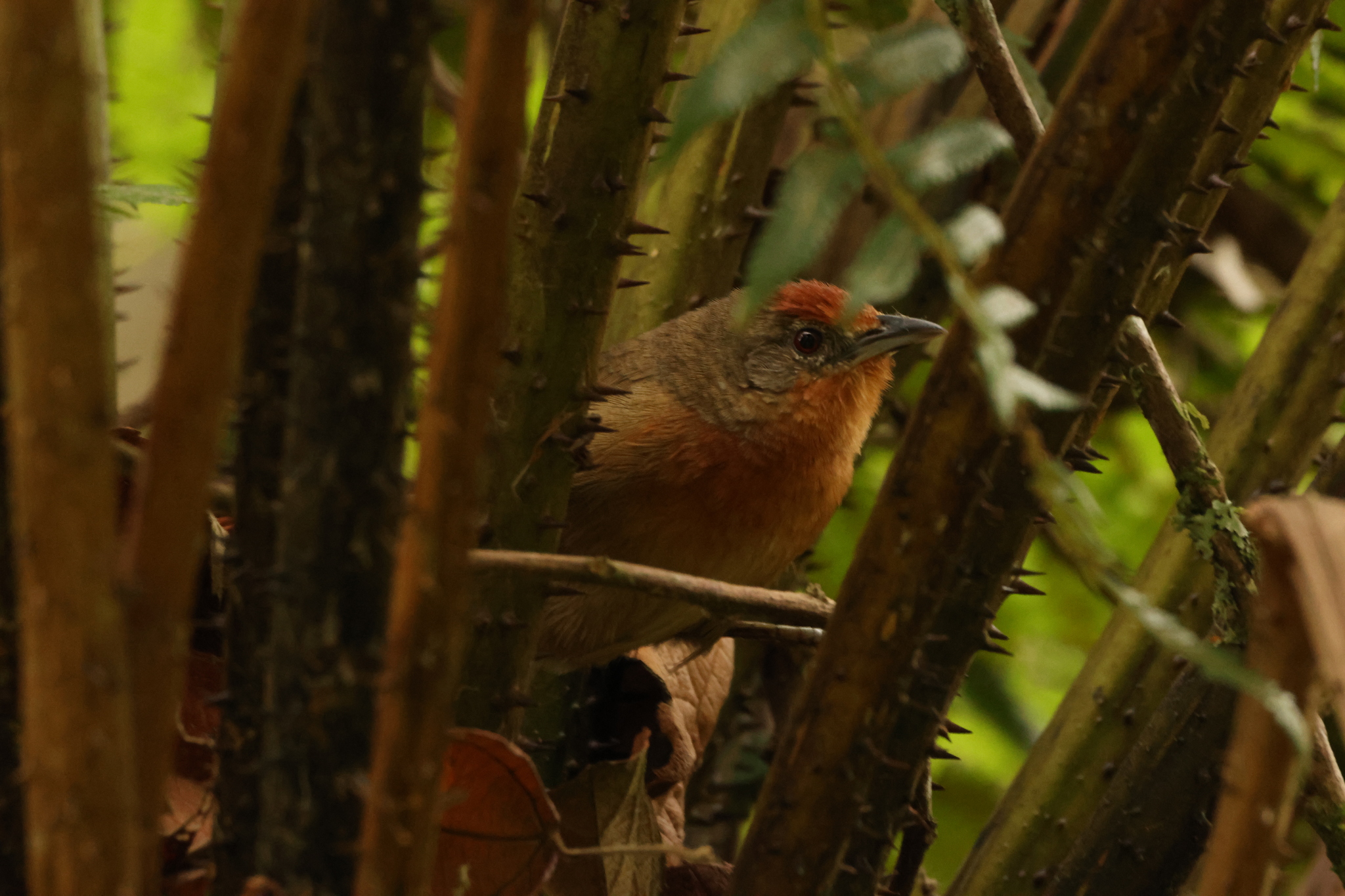Orange-eyed Thornbird (Phacellodomus erythrophthalmus), photo 4