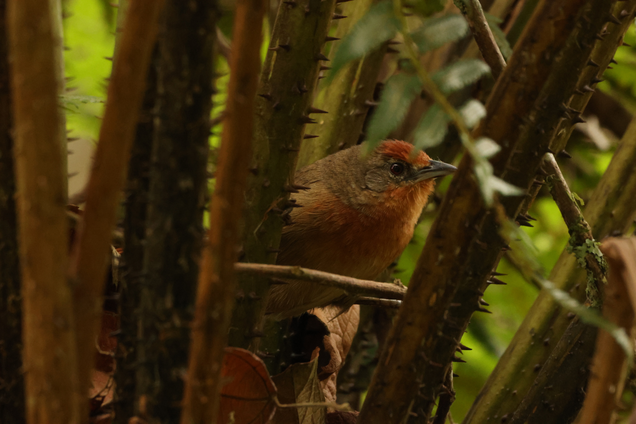 Orange-eyed Thornbird (Phacellodomus erythrophthalmus), photo 9