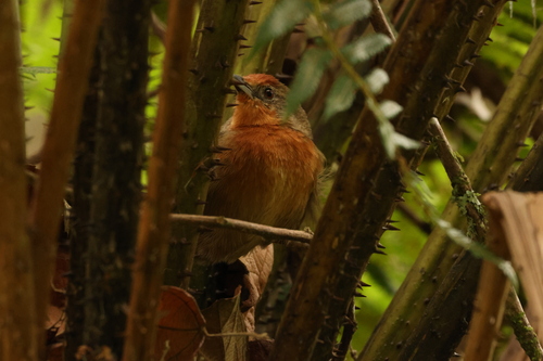 Orange-eyed Thornbird (Phacellodomus erythrophthalmus), photo 6
