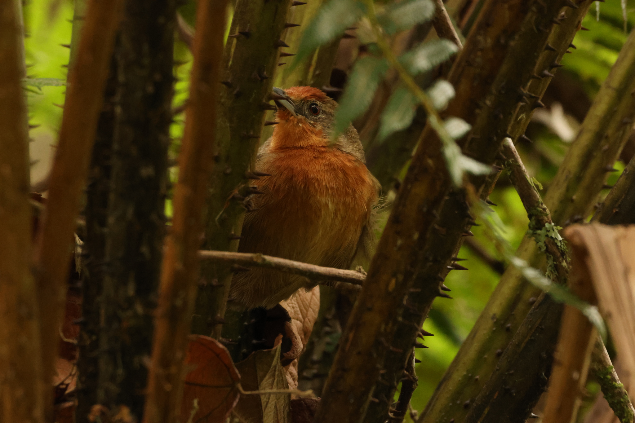 Orange-eyed Thornbird (Phacellodomus erythrophthalmus), photo 10