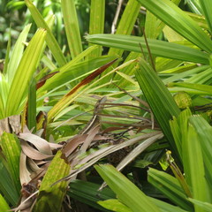 Lophognathus gilberti