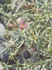 Fagonia zilloides (Fagonia zilloides)