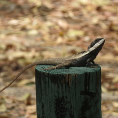 Lophognathus gilberti