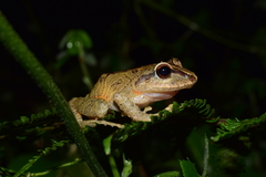 Pristimantis permixtus