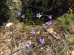 Campanula reverchonii
