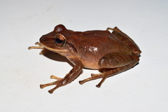 Pristimantis permixtus