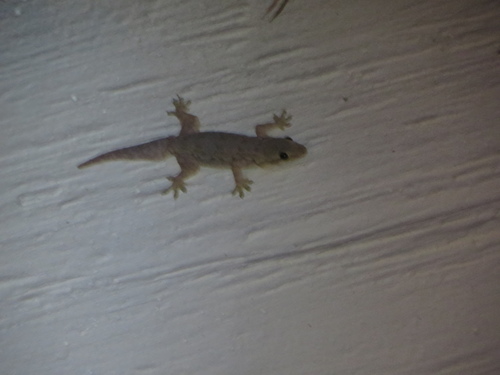 Asian House Gecko, Hemidactylus platyurus