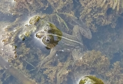 Euphlyctis hexadactyla