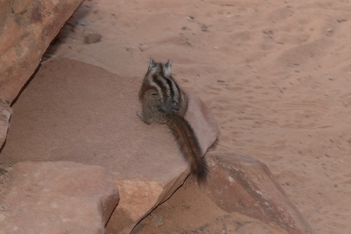 Uinta Chipmunk observed by steinm