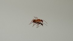 Camponotus