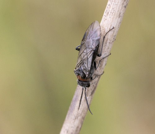 Dolerus rufotorquatus
