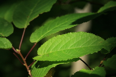 Prunus ssiori