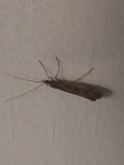 Glyphopsyche irrorata