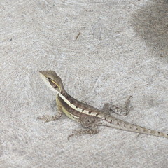 Lophognathus gilberti