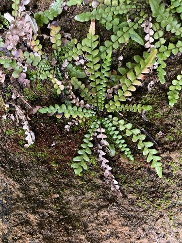 Shore Hard Fern (Blechnum banksii)