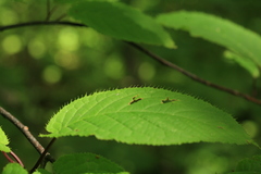 Prunus ssiori