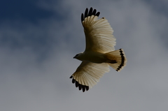 Pseudastur albicollis