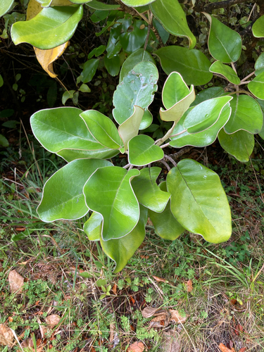 Brachyglottis rotundifolia, photograph 6