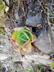 Echeveria pallida