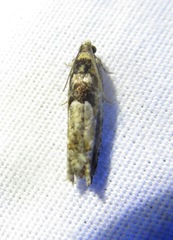 Pseudexentera spoliana