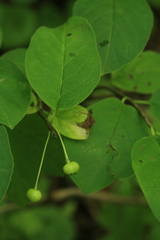 Lonicera glehnii