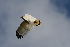 Pseudastur albicollis