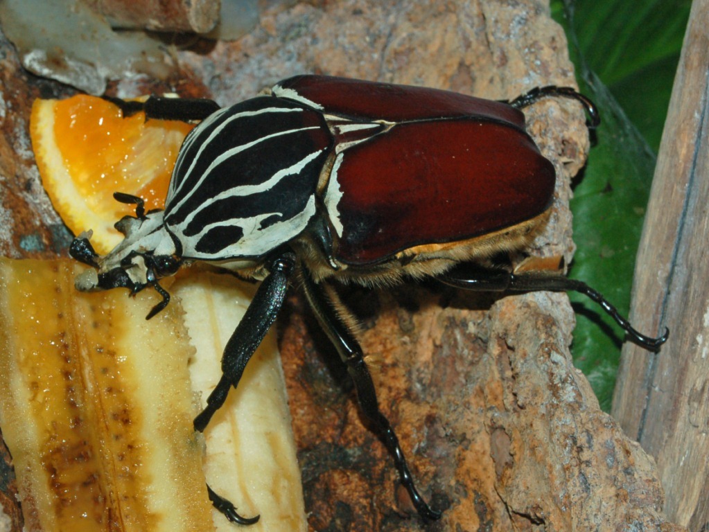 Goliath Beetle (Goliathus goliatus) · iNaturalist