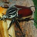 Escarabajo Goliat - Photo (c) Hectonichus, algunos derechos reservados (CC BY-SA)
