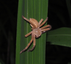 Neosparassus salacius