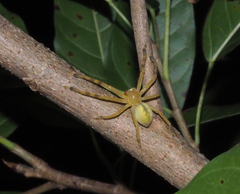 Neosparassus salacius