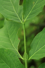 Euonymus miniata