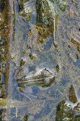 Euphlyctis hexadactyla