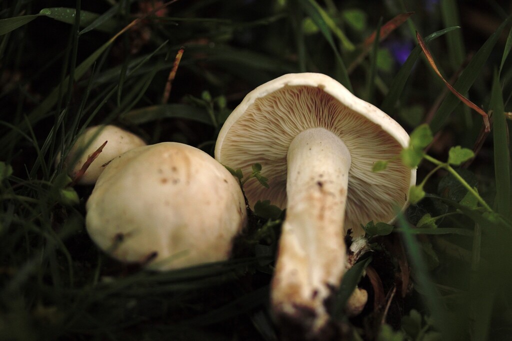 Calocybe gambosa · April 2026 · photo: © stargazerhs (iNaturalist, cc-by)