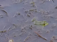 Euphlyctis hexadactyla